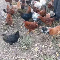 مرغ و خروس|حیوانات مزرعه|اقبالیه, |دیوار