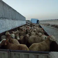 گوسفند مغانی درجه یک بزگاله