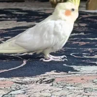 عروس هلندی