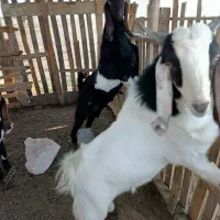 فروش بزپاکستانی چهار قلو زا|حیوانات مزرعه|سیمین شهر, |دیوار