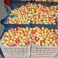 سیب فرانسوی شیرین آب دار کیلو 100|خوردنی و آشامیدنی|تهران, شهرک شریعتی|دیوار