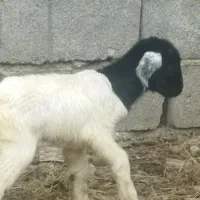 فروش بز و بزغاله