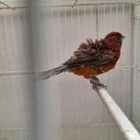 موبایل گوشی تلفن قناری