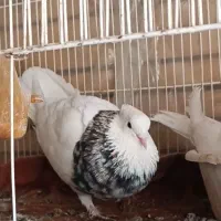 طوقی هفت رنگ