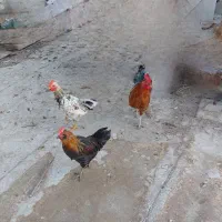 خروس|حیوانات مزرعه|اصفهان, شاهد|دیوار