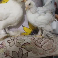 جوجه  برهما
