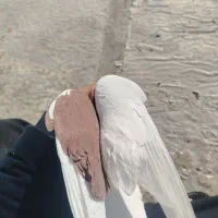 نر ی شو دم رته