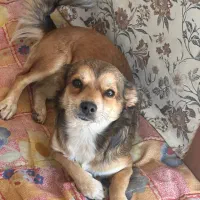 سگ پامرین اشپیتز|سگ|گنبد کاووس, |دیوار