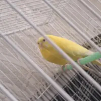 مرغ عشق هلندی|پرنده|داراب, |دیوار