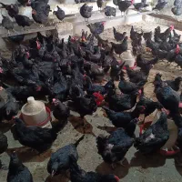 تخم مرغ نطفه دار از مرغ و خروس سیاه