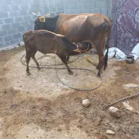 فروش گاو زایده جرسی( گوساله بزرگ)