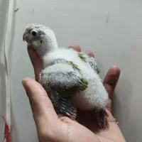 جوجه گرینچیک اناناسی رد