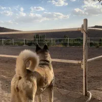 واگزاری اکیتای امریکن ماده|سگ|تهران, شاهین|دیوار