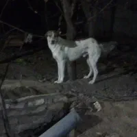 توله خراسانی|سگ|سبزوار, توحیدشهر|دیوار