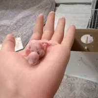 مرغ عشق با قفس|پرنده|باقرشهر, |دیوار