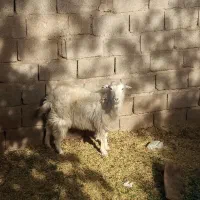 بز جوان سالم|حیوانات مزرعه|سیرجان, |دیوار