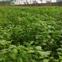 ریحان گلخانه‌ای