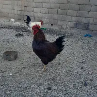 فروش ۴ عدد خروس چاق سرحال ۵ عدد مرغ تخم گذار