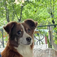 سگ اشپیتز|سگ|پردیس, فاز ۱|دیوار