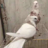 کبوتر طوقی نرو ماده