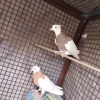 کفتر یا کبوتر طوقی