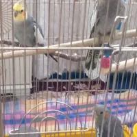 عروس هلندی مولد