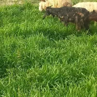 فروش میش بره دار