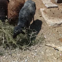 میش چاق وسرحال