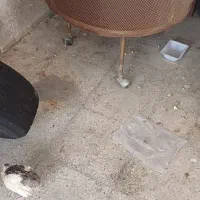 تنورنان پزی
