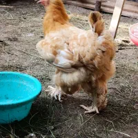 تخم مرغ امپراتور  نطفه دار