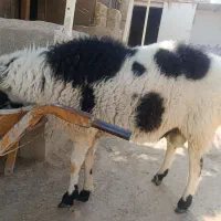 قوچ نر فروشی