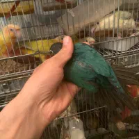 گرینچیک ردچیک مونچیک کریمسون تراکوییس