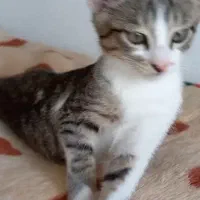 گربه پسر چهارماهه|گربه|سنگر, |دیوار