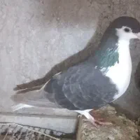 کفتر طوقی ساده  سار دم  خال  سینه