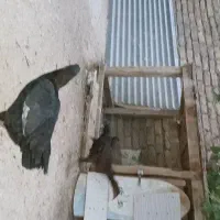جوجه مرغ