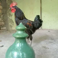 خروس