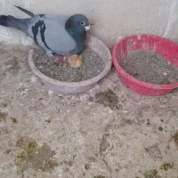 یک جفت سبز خطی پلنگ سبز پولکی