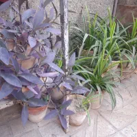گل گندمی و بیدی بنفش