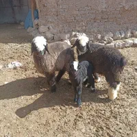 دو راس بره نر چاق دو راس میش