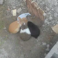 خرگوش نروماده