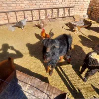 چبش فروشی|حیوانات مزرعه|سرداران, |دیوار