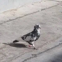 دوتا جوجه پرشی یه نر پرشی کاکل دار موش پا|پرنده|قم, زنبیل آباد|دیوار