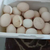 خروس وتخم مرغ