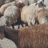 ۱۰۰ راس میش داشتی نر خورده و دو عدد نر میش