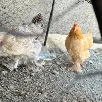 مرغ برهما اصیل و مولد