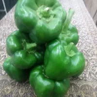 هلو شیرین کیلو ۵۰تومان  فلفل دلمه ۴۵گوجه ۱۵|خوردنی و آشامیدنی|شیراز, دارالرحمه|دیوار