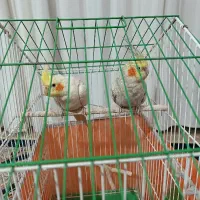 فروش ی جفت عروس هلندی