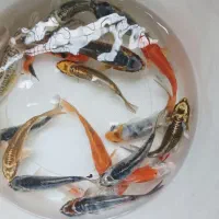 ماهی‌کوی|ماهی|اسلام‌‌آباد غرب, |دیوار