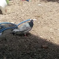 گم. شده