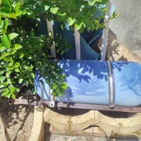 گاز سی انجی